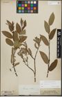 Foto von Salix lapponum L. x Salix silesiaca Willd.